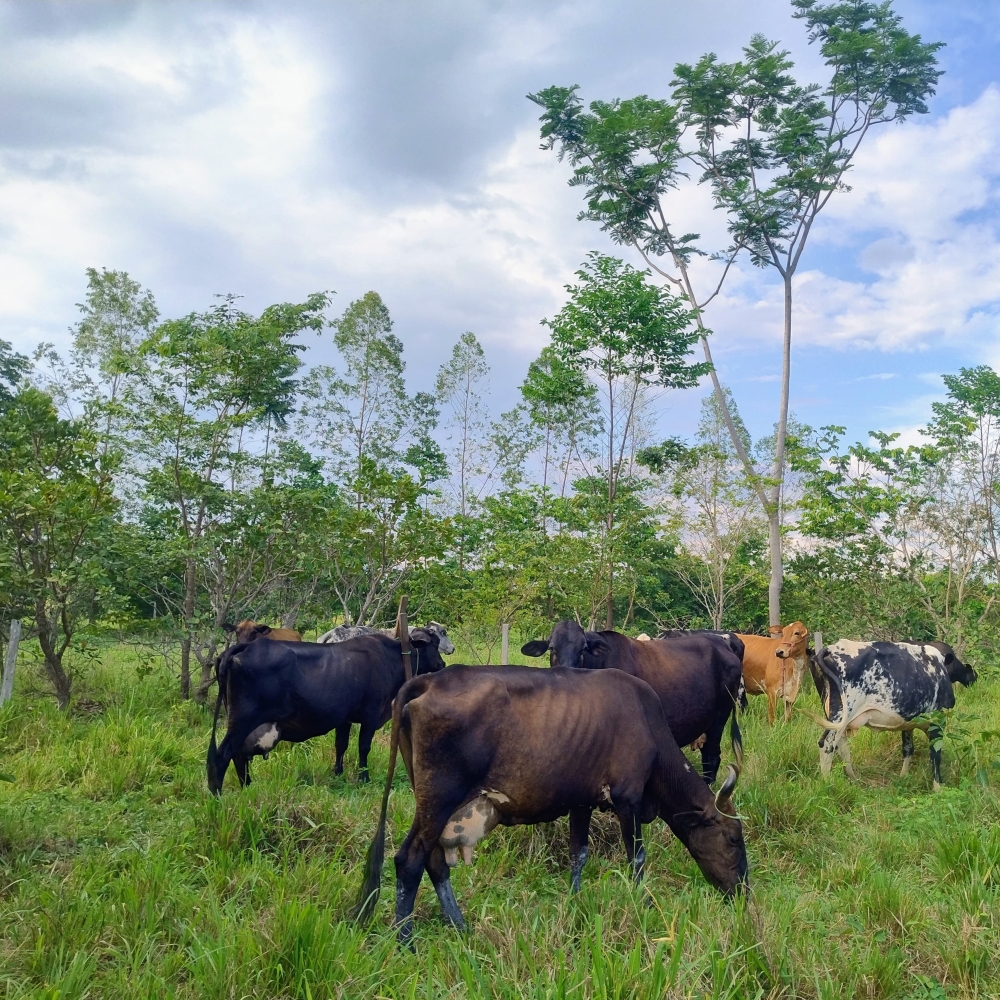 Photo of a silvopastoral system in Colíder, Mato Grosso, Brazil, shows cattle grazing in pasture integrated with trees on a family farm participating in the study. Photo by Edison Fernando Tamanini.