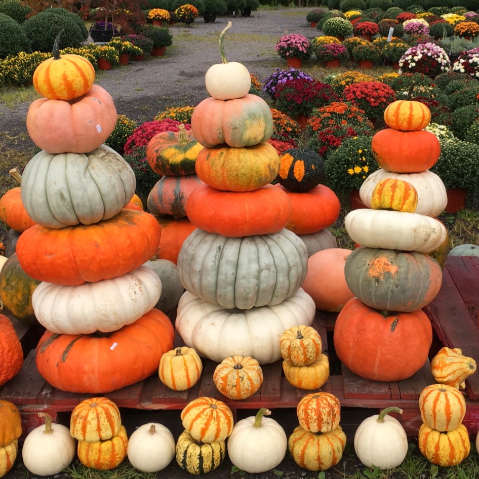Stacked gourds at a farm stand near Ithaca, New York, USA